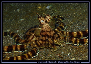 Mimic Octopus on the sand of Lembeh Strait... ;O)... by Michel Lonfat 